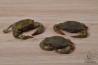 Crab Soft Shell