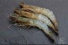 Gamba Black Tiger gepeld met kop