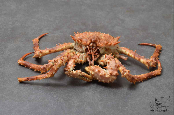 Crab King heel online in Nederland en België bestellen/kopen!